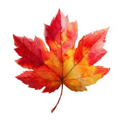 Fototapeta premium Red maple leaf isolated on transparent background 