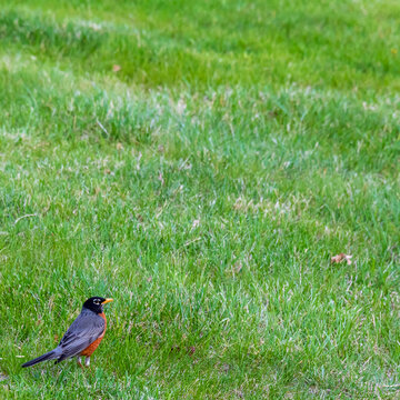 Off center crop of a robin standing in early spring grass.