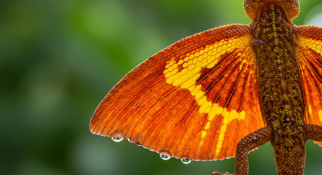 Flying Dragon Lizard Wing Detail-Draco volans