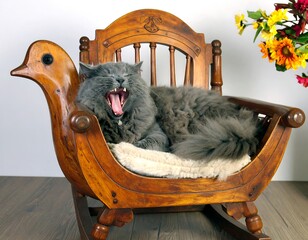 Gray cat yawning in wooden chair