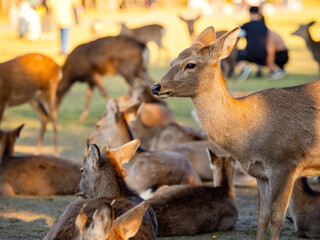 Wild young fallow deer in nature reserve. Animals rest, lying down in trees. Fallow deer in sunny garden. People and wild animals on lawn. Fallow deer walks among its recumbent relatives.