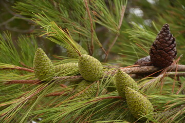 Brown and green cone-shaped cones on a coniferous tree