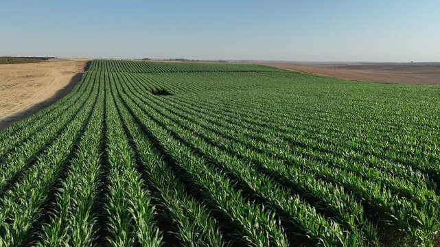 Golden corn field under bright sunlight. Agricultural landscape with ripe maize plants, symbol of farming and rural countryside life.