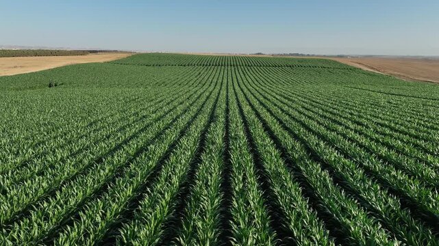 Golden corn field under bright sunlight. Agricultural landscape with ripe maize plants, symbol of farming and rural countryside life.