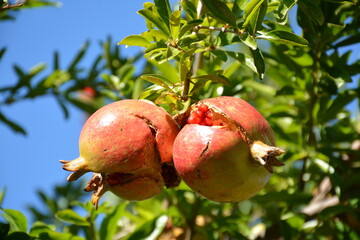 A branch of a pomegranate tree with fruits cracked from ripeness on it