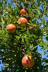 Pomegranate tree with fruits against the blue sky in autumn