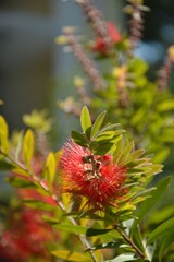 Fototapeta premium A branch of callistemon with red fluffy flowers