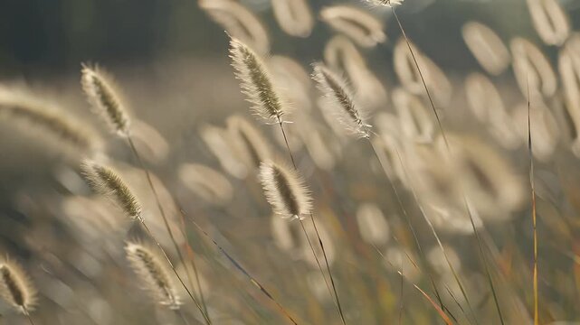 Golden Field of Tall Foxtail Grasses Swaying Gracefully Under Soft Sunlight