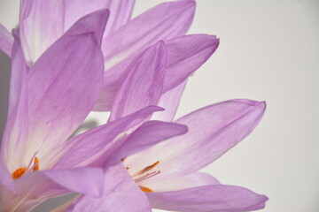 Purple delicate isolated crocuses on a white background