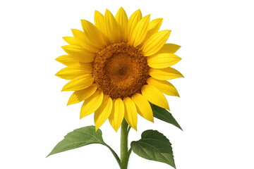 Obraz premium Sunflower plant with vibrant yellow petals and green leaves, representing sunshine, harvest, and natural beauty. Transparent background