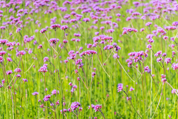 Verbena bonariensis flowers, Argentinian Vervain or Purpletop Vervain, Clustertop Vervain, Tall Verbena, Pretty Verbena, in garden