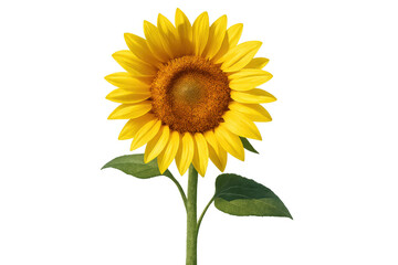 Obraz premium Sunflower blossom with bright yellow petals and green stem, symbolizing happiness and summer, transparent background