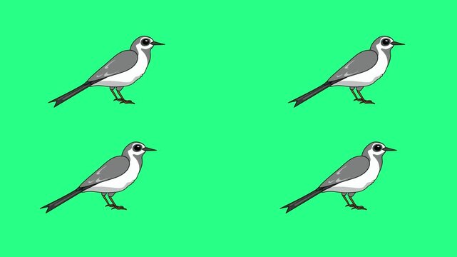 Four stylized gray birds with black beaks perch on a vivid lime background arranged in a 2by2 grid. video loops,  green screen, 4k, footage, 4k footage, videos, video clip, slow motion, video wallpape