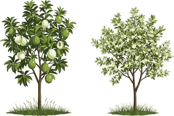 Guava fruit tree, white blossom tree, botanical contrast, seasonal bloom, nature landscape, vibrant foliage, tropical garden, dual tree composition, outdoor vegetation