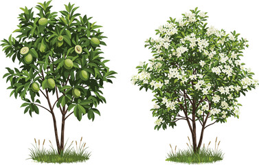 Guava fruit tree, white flowering tree, botanical contrast, seasonal bloom, nature landscape, tropical garden, vibrant foliage, dual tree composition, outdoor vegetation © Shariyar Pantho