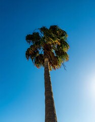 Tall tree under blue sky