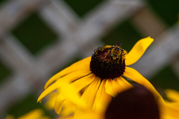 Busy pollen covered honeybee on a black-eyed susan flower