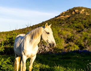 White Horse in a Sunny Wildflower Meadow