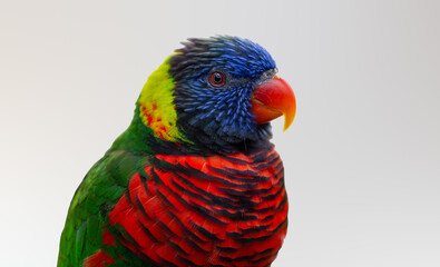Close up of rainbow lorikeet bird