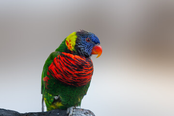 Close up of a rainbow lorikeet bird