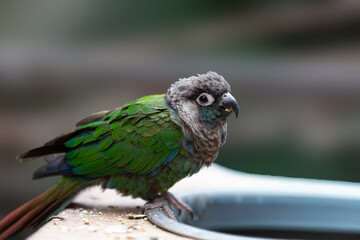 Close up of Green Cheek Conure bird
