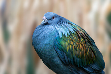 close up of nicobar pigeon