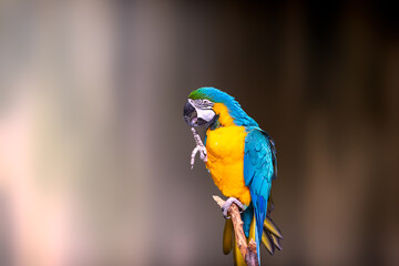 Close up of Blue and Yellow Macaw