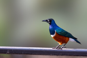 Close up a Superb Starling bird