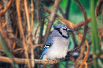 Close up of a blue jay bird