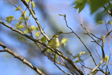 white eyed vireo bird perched in a tree 