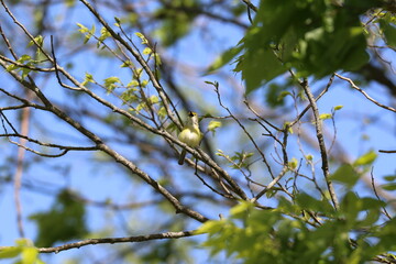 white eyed vireo bird perched in a tree 
