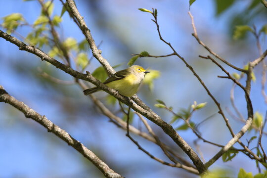 white eyed vireo bird perched in a tree 