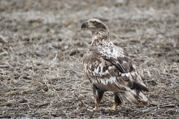 juvenile bald eagle standing in a farm field 