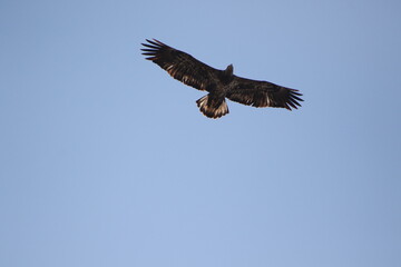 Obraz premium juvenile bald eagle in flight 