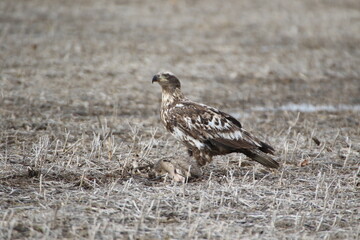 juvenile bald eagle feeding on a opossum 