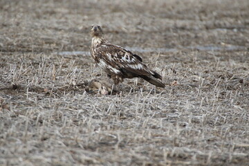 juvenile bald eagle feeding on a opossum 