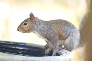 eastern gray squirrel drinking from a bird bath 