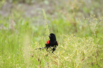 colorful red winged blackbird perched in meadow 
