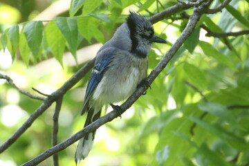 blue jay bird perched in tree