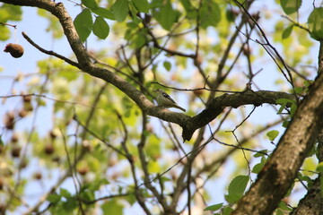 black and white warbler bird perched in a tree 