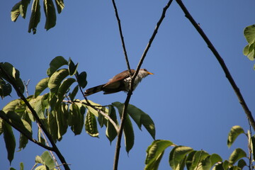 black billed cuckoo bird perched in tree