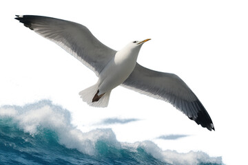 Naklejka premium Seagull flying over a blue ocean wave, symbolizing freedom, travel, nature, and coastal wildlife. Transparent background