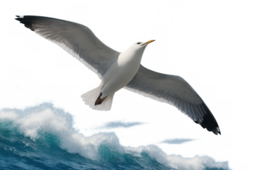 Seagull flying over a blue ocean wave, symbolizing freedom, travel, nature, and coastal wildlife. Transparent background
