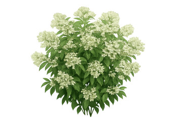 Obraz premium Hydrangea paniculata bush with white flowers blooming in garden, green leaves outdoor, transparent background