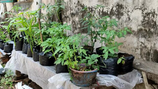 Various plants are grown in plastic pots, arranged on a table against a textured wall. The plants are healthy and thriving. A simple and minimalist concept of gardening in the countryside.