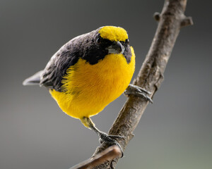 Thick-billed Euphonia (Euphonia laniirostris) perched on a branch — balcony birding scene from Medellín, Colombia