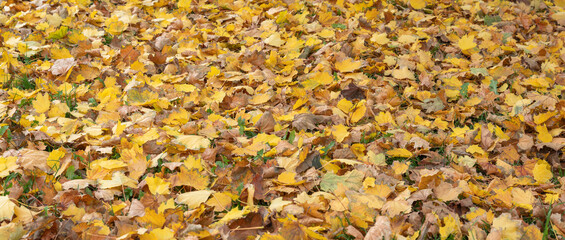 Fallen autumn leaves covering the ground in yellow and brown tones, natural seasonal background.