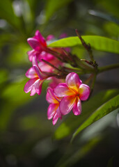 Pink plumeria flowers against green leaves, soft light and blurred background.