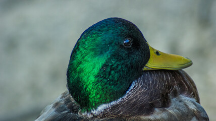 male mallard duck headshot