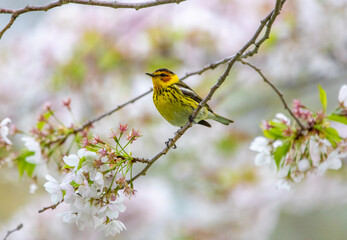Close up of a Cape May Warbler bird
